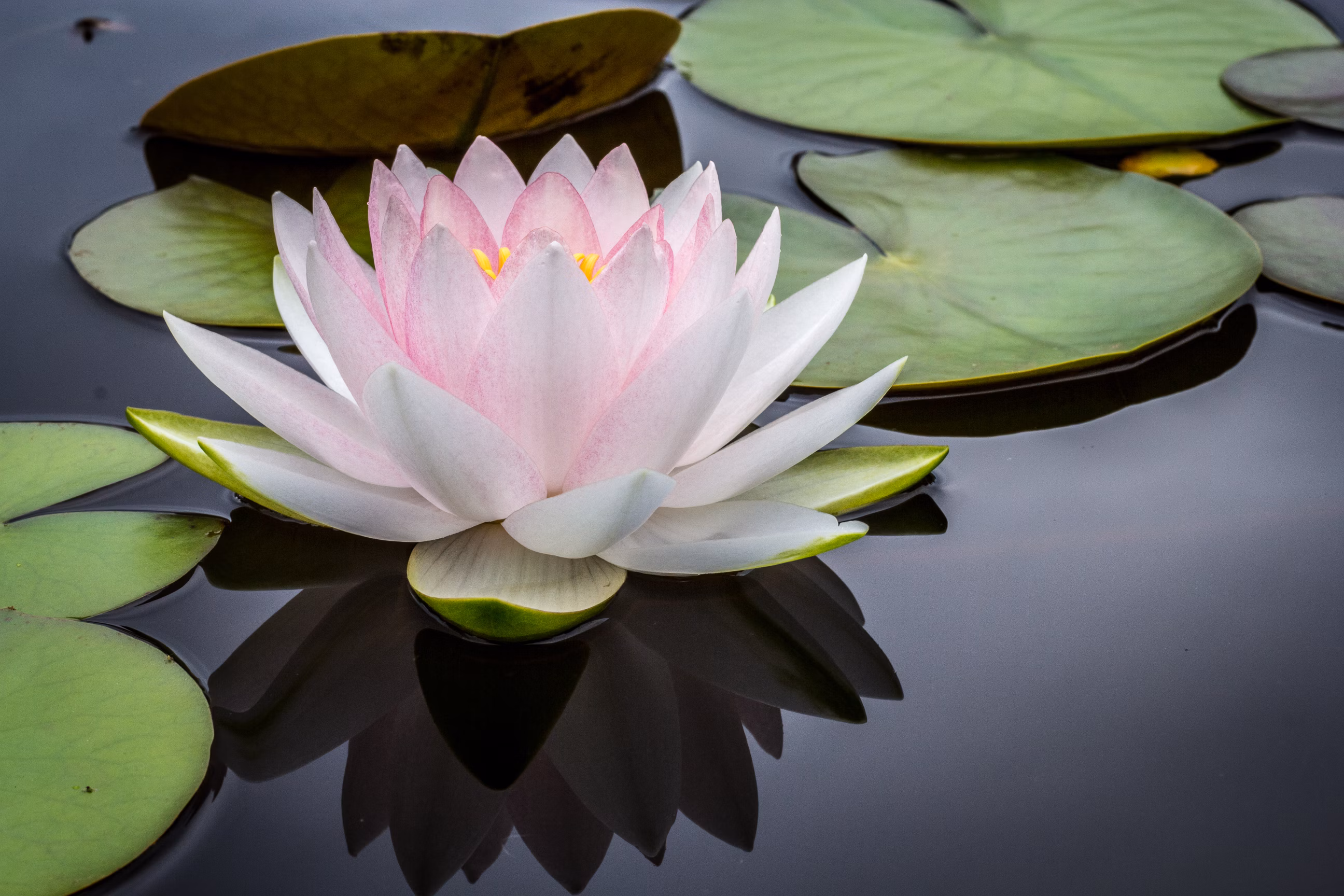 芙蓉塘